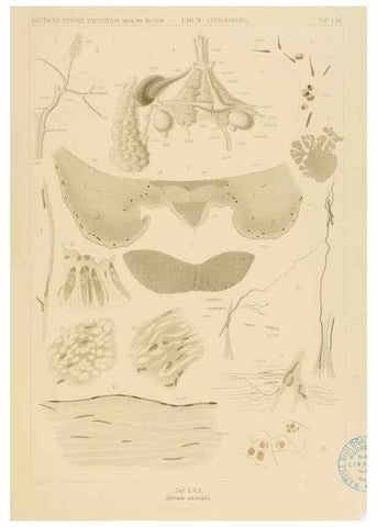 Reproducción/Reproduction 48307191666: Die Cephalopoden,. [Jena],G. Fischer,1910-1915.. 