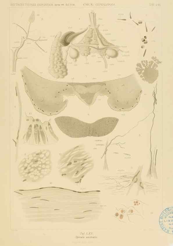 Reproducción/Reproduction 48307191666: Die Cephalopoden,. [Jena],G. Fischer,1910-1915.. 