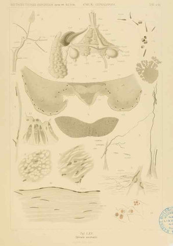 Reproducción/Reproduction 48307191666: Die Cephalopoden,. [Jena],G. Fischer,1910-1915.. 
