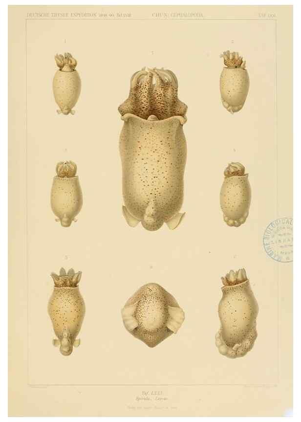 Reproducción/Reproduction 48307191931: Die Cephalopoden,. [Jena],G. Fischer,1910-1915.. 