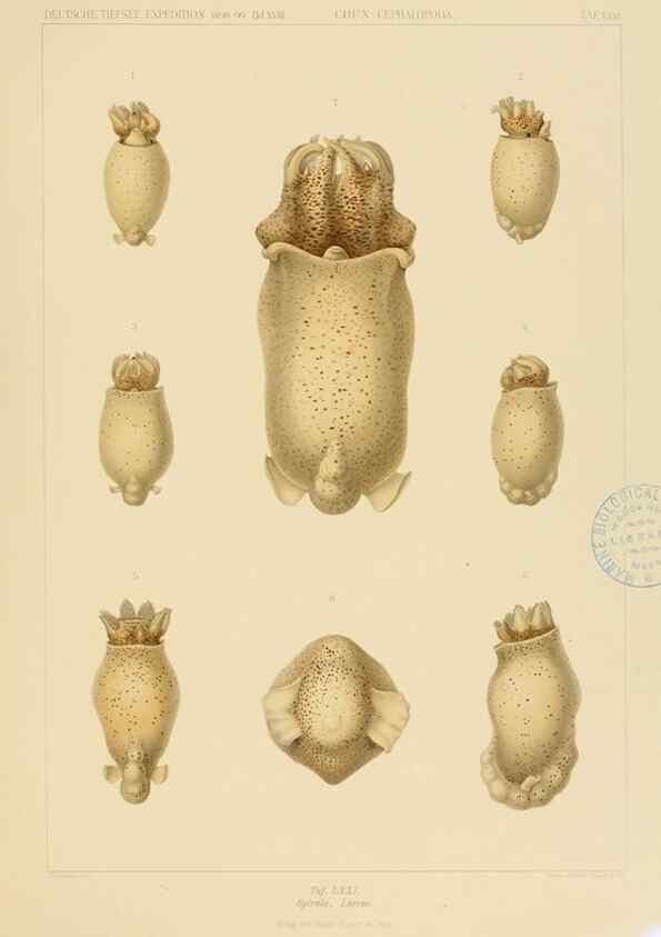 Reproducción/Reproduction 48307191931: Die Cephalopoden,. [Jena],G. Fischer,1910-1915.. 