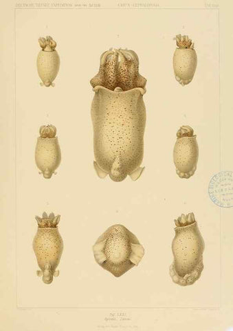 Reproducción/Reproduction 48307191931: Die Cephalopoden,. [Jena],G. Fischer,1910-1915.. 