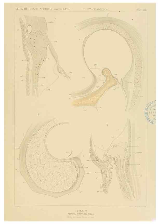 Reproducción/Reproduction 48307192236: Die Cephalopoden,. [Jena],G. Fischer,1910-1915.. 