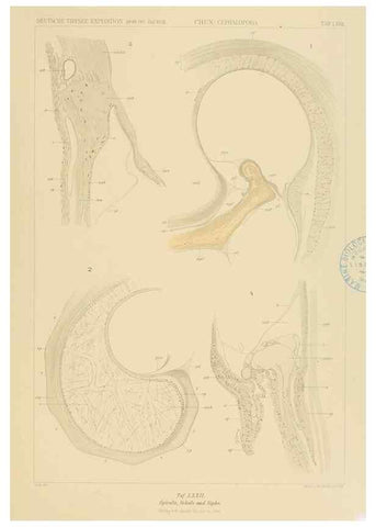 Reproducción/Reproduction 48307192236: Die Cephalopoden,. [Jena],G. Fischer,1910-1915.. 