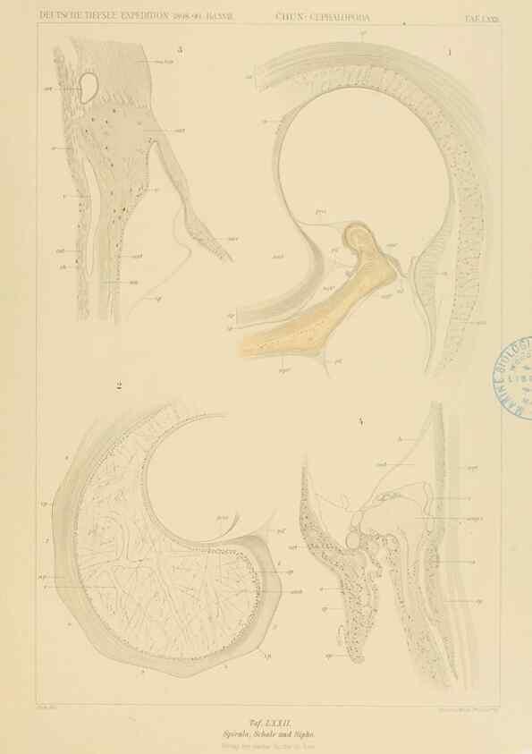 Reproducción/Reproduction 48307192236: Die Cephalopoden,. [Jena],G. Fischer,1910-1915.. 