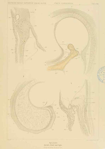 Reproducción/Reproduction 48307192236: Die Cephalopoden,. [Jena],G. Fischer,1910-1915.. 