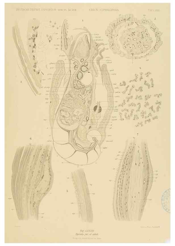 Reproducción/Reproduction 48307305142: Die Cephalopoden,. [Jena],G. Fischer,1910-1915.. 