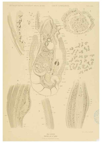 Reproducción/Reproduction 48307305142: Die Cephalopoden,. [Jena],G. Fischer,1910-1915.. 