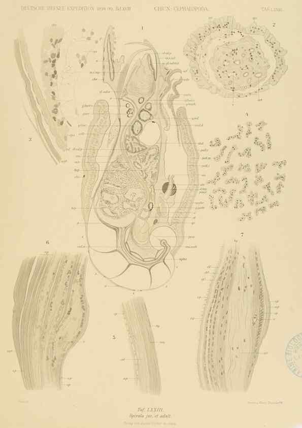 Reproducción/Reproduction 48307305142: Die Cephalopoden,. [Jena],G. Fischer,1910-1915.. 