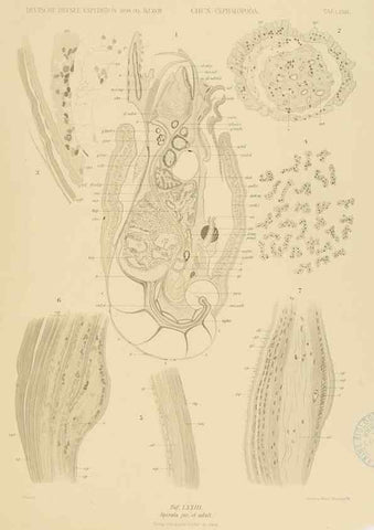 Reproducción/Reproduction 48307305142: Die Cephalopoden,. [Jena],G. Fischer,1910-1915.. 
