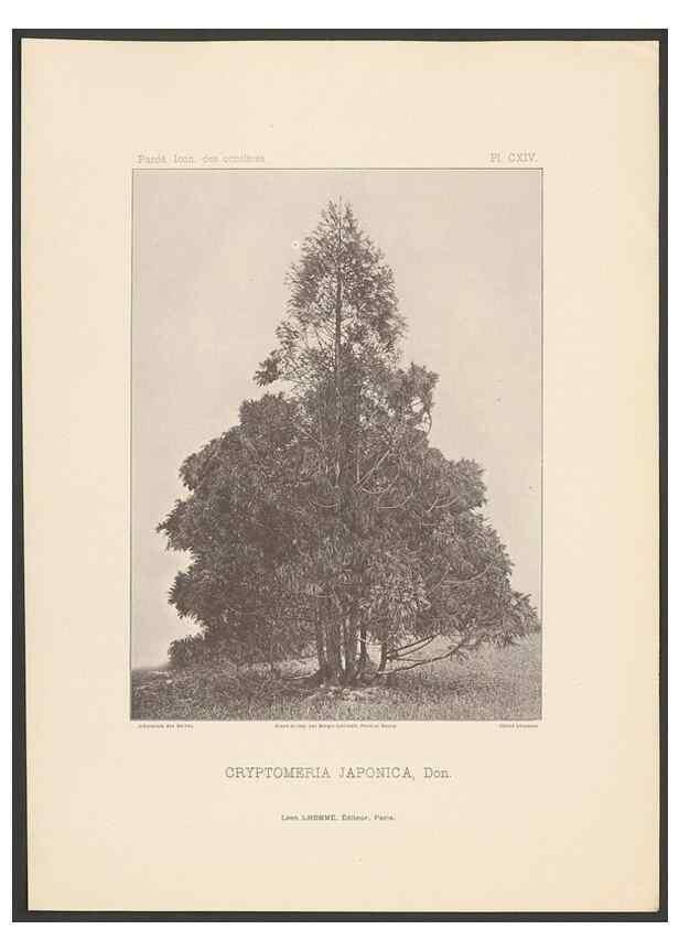 Reproducción/Reproduction 48307282131: Iconographie des conifères /. Paris :Librairie des sciences naturelles :[1912-1914].. 