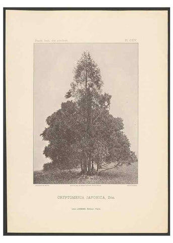 Reproducción/Reproduction 48307282131: Iconographie des conifères /. Paris :Librairie des sciences naturelles :[1912-1914].. 
