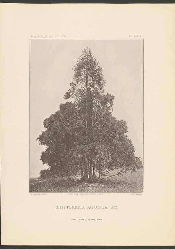 Reproducción/Reproduction 48307282131: Iconographie des conifères /. Paris :Librairie des sciences naturelles :[1912-1914].. 