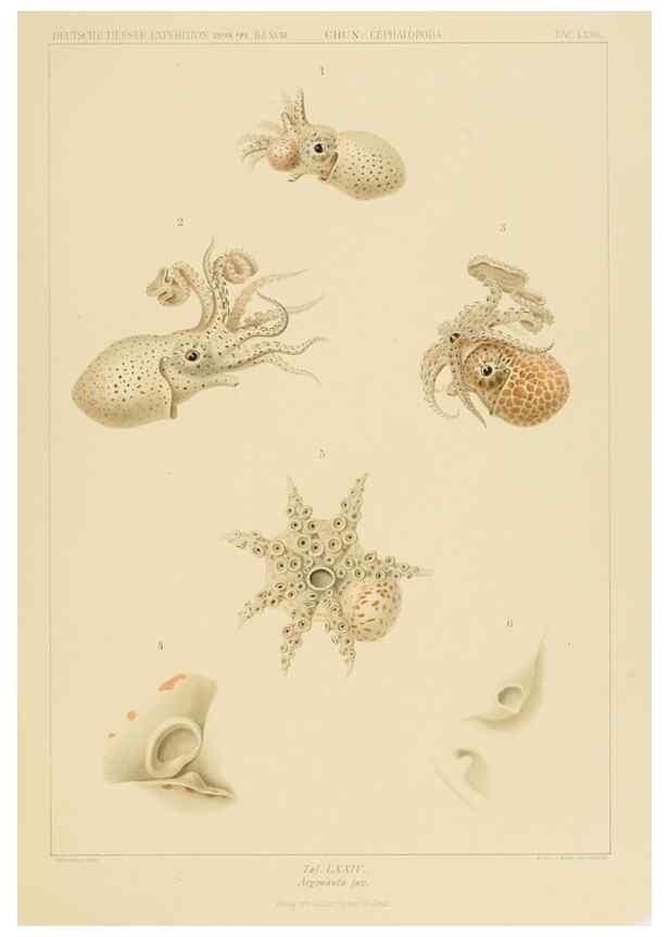 Reproducción/Reproduction 48307192931: Die Cephalopoden,. [Jena],G. Fischer,1910-1915.. 