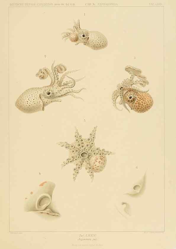 Reproducción/Reproduction 48307192931: Die Cephalopoden,. [Jena],G. Fischer,1910-1915.. 