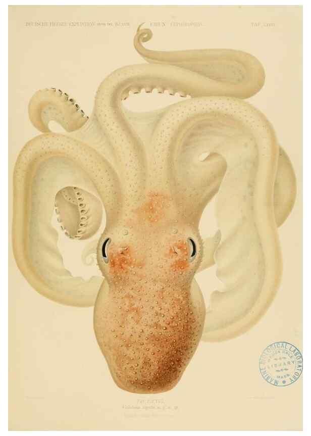 Reproducción/Reproduction 48307306167: Die Cephalopoden,. [Jena],G. Fischer,1910-1915.. 