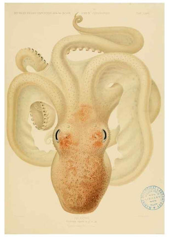 Reproducción/Reproduction 48307306167: Die Cephalopoden,. [Jena],G. Fischer,1910-1915.. 