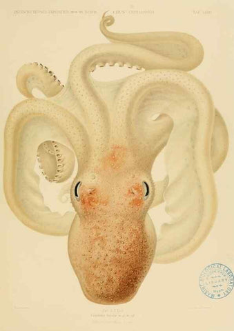 Reproducción/Reproduction 48307306167: Die Cephalopoden,. [Jena],G. Fischer,1910-1915.. 