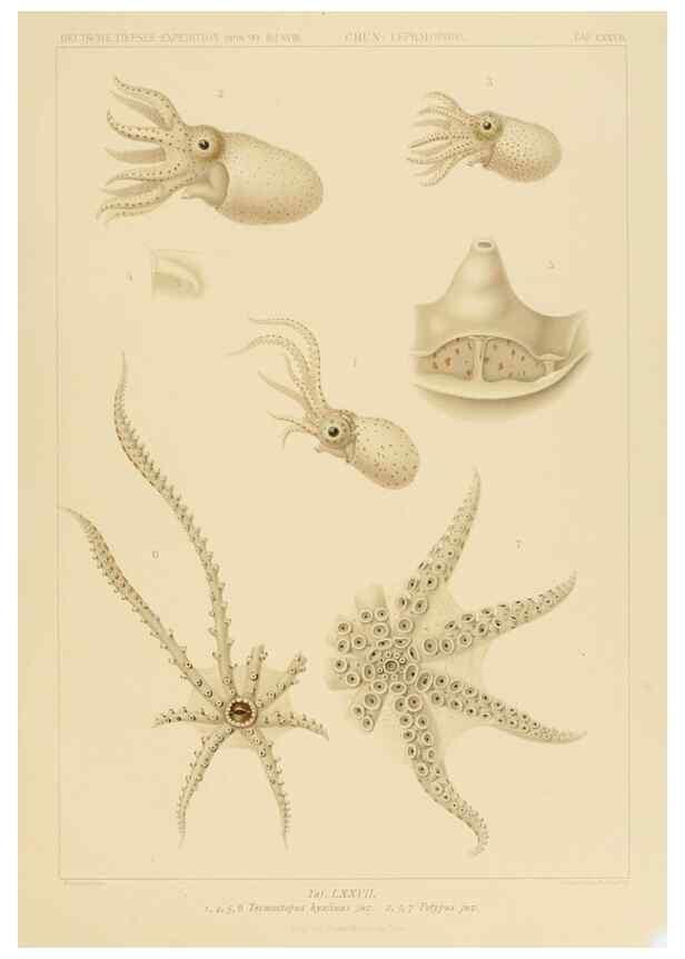 Reproducción/Reproduction 48307306512: Die Cephalopoden,. [Jena],G. Fischer,1910-1915.. 