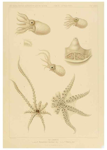 Reproducción/Reproduction 48307306512: Die Cephalopoden,. [Jena],G. Fischer,1910-1915.. 