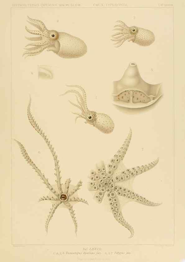 Reproducción/Reproduction 48307306512: Die Cephalopoden,. [Jena],G. Fischer,1910-1915.. 