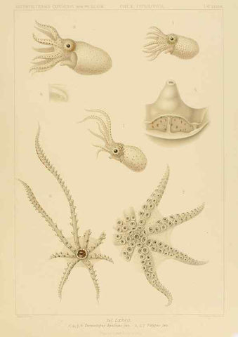 Reproducción/Reproduction 48307306512: Die Cephalopoden,. [Jena],G. Fischer,1910-1915.. 