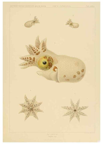 Reproducción/Reproduction 48307306887: Die Cephalopoden,. [Jena],G. Fischer,1910-1915.. 