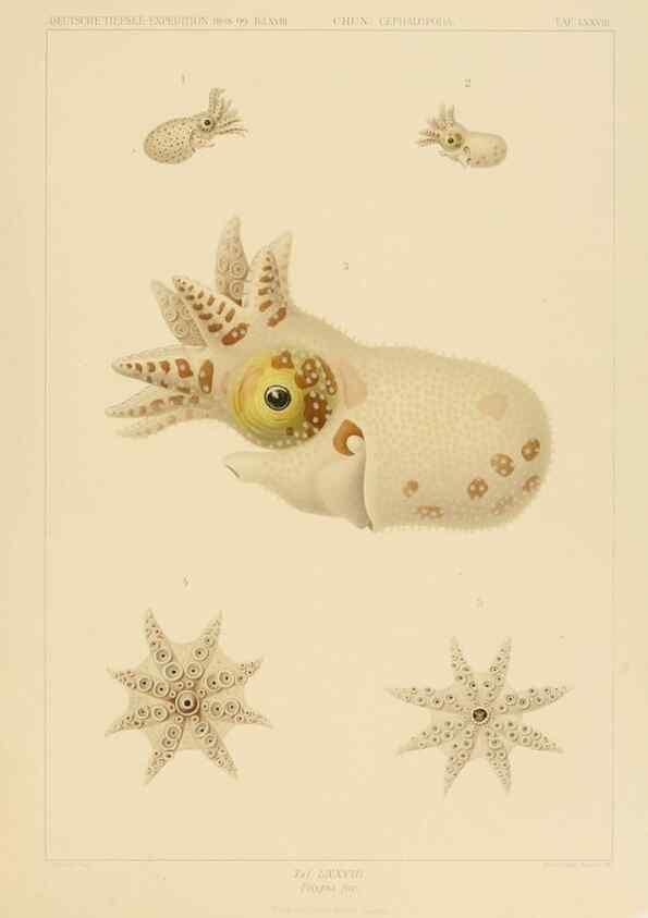 Reproducción/Reproduction 48307306887: Die Cephalopoden,. [Jena],G. Fischer,1910-1915.. 
