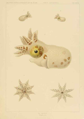 Reproducción/Reproduction 48307306887: Die Cephalopoden,. [Jena],G. Fischer,1910-1915.. 