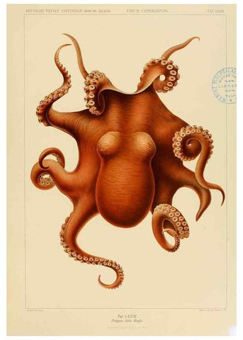 Reproducción/Reproduction 48307307237: Die Cephalopoden,. [Jena],G. Fischer,1910-1915.. 