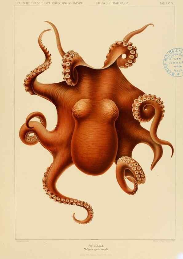 Reproducción/Reproduction 48307307237: Die Cephalopoden,. [Jena],G. Fischer,1910-1915.. 
