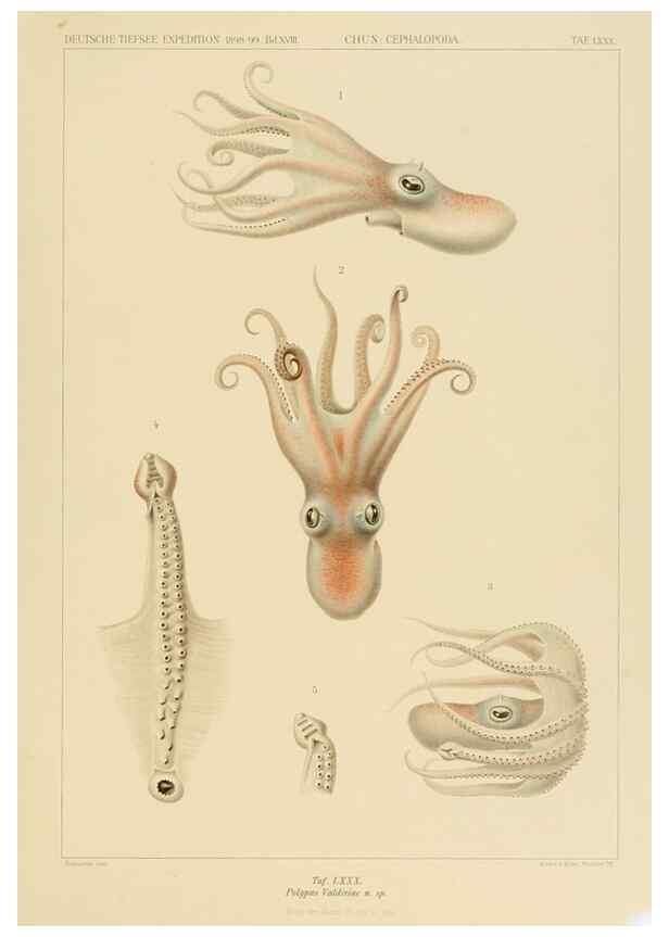 Reproducción/Reproduction 48307194801: Die Cephalopoden,. [Jena],G. Fischer,1910-1915.. 