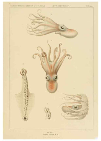 Reproducción/Reproduction 48307194801: Die Cephalopoden,. [Jena],G. Fischer,1910-1915.. 