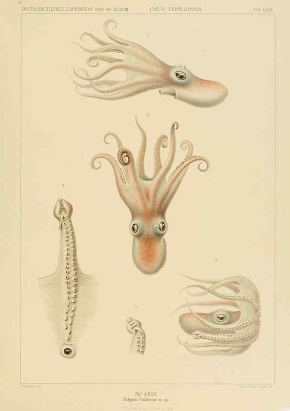 Reproducción/Reproduction 48307194801: Die Cephalopoden,. [Jena],G. Fischer,1910-1915.. 