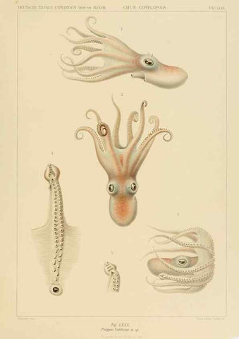 Reproducción/Reproduction 48307194801: Die Cephalopoden,. [Jena],G. Fischer,1910-1915.. 