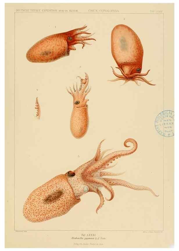 Reproducción/Reproduction 48307195216: Die Cephalopoden,. [Jena],G. Fischer,1910-1915.. 