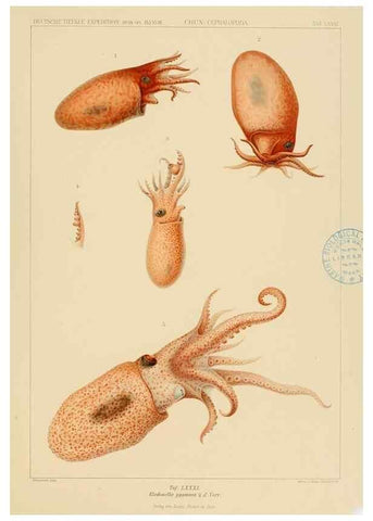 Reproducción/Reproduction 48307195216: Die Cephalopoden,. [Jena],G. Fischer,1910-1915.. 