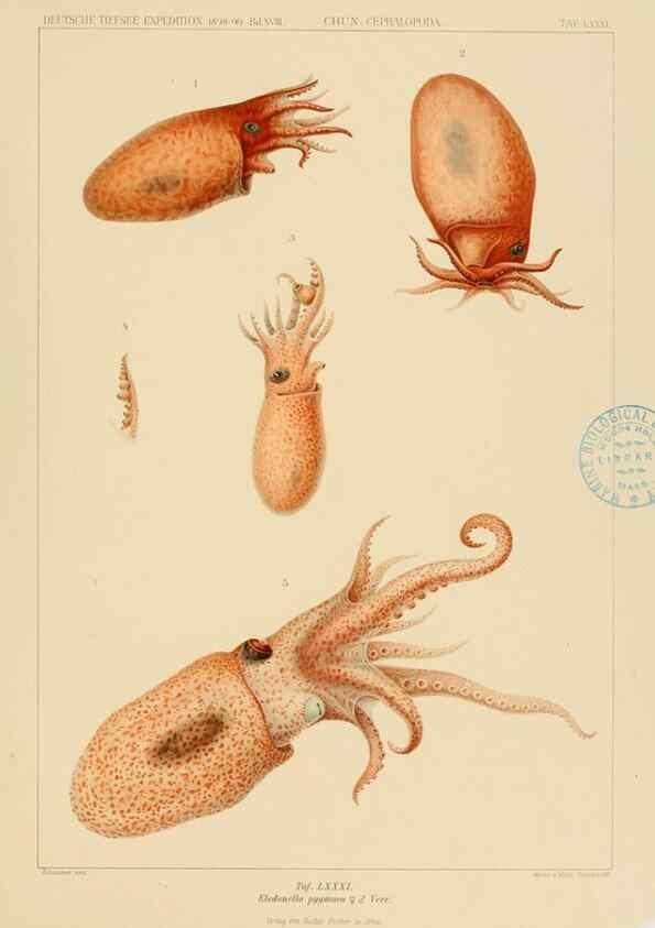 Reproducción/Reproduction 48307195216: Die Cephalopoden,. [Jena],G. Fischer,1910-1915.. 