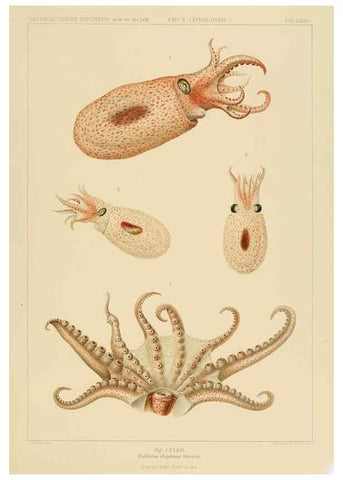 Reproducción/Reproduction 48307195671: Die Cephalopoden,. [Jena],G. Fischer,1910-1915.. 