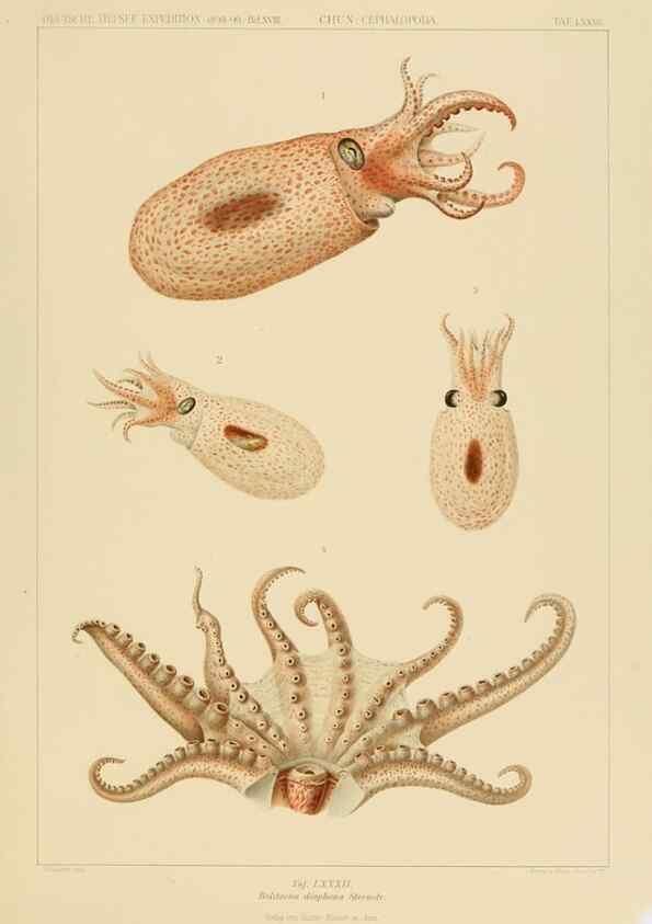 Reproducción/Reproduction 48307195671: Die Cephalopoden,. [Jena],G. Fischer,1910-1915.. 