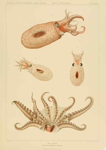 Reproducción/Reproduction 48307195671: Die Cephalopoden,. [Jena],G. Fischer,1910-1915.. 