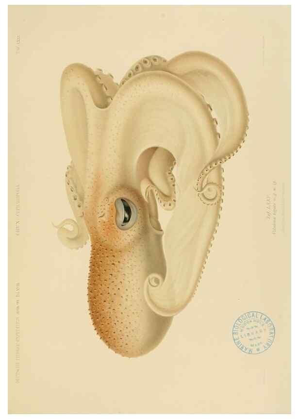 Reproducción/Reproduction 48307193211: Die Cephalopoden,. [Jena],G. Fischer,1910-1915.. 