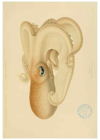 Reproducción/Reproduction 48307193211: Die Cephalopoden,. [Jena],G. Fischer,1910-1915.. 
