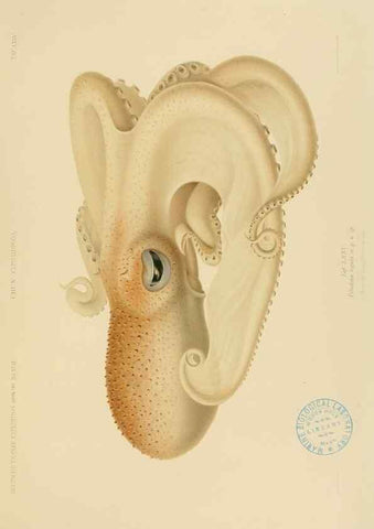 Reproducción/Reproduction 48307193211: Die Cephalopoden,. [Jena],G. Fischer,1910-1915.. 
