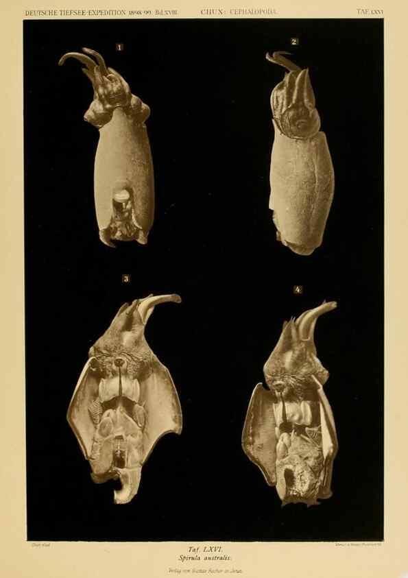 Reproducción/Reproduction 48307303117: Die Cephalopoden,. [Jena],G. Fischer,1910-1915.. 