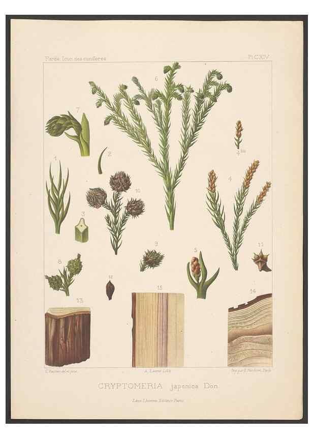 Reproducción/Reproduction 48307396782: Iconographie des conifères /. Paris :Librairie des sciences naturelles :[1912-1914].. 