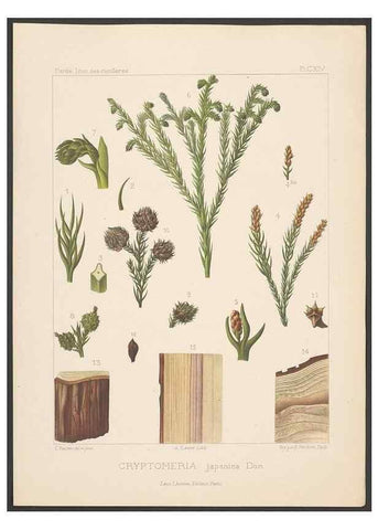 Reproducción/Reproduction 48307396782: Iconographie des conifères /. Paris :Librairie des sciences naturelles :[1912-1914].. 