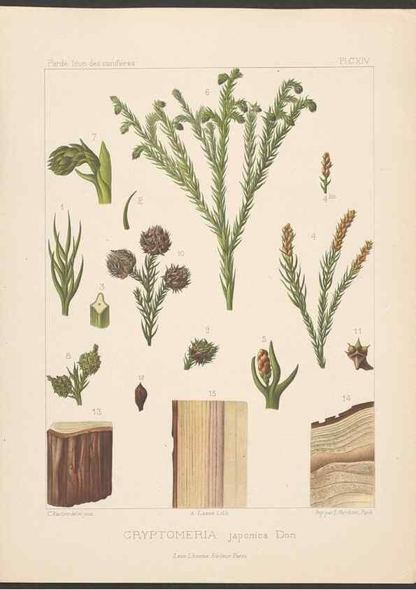 Reproducción/Reproduction 48307396782: Iconographie des conifères /. Paris :Librairie des sciences naturelles :[1912-1914].. 