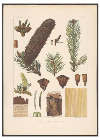Reproducción/Reproduction 48307283451: Iconographie des conifères /. Paris :Librairie des sciences naturelles :[1912-1914].. 