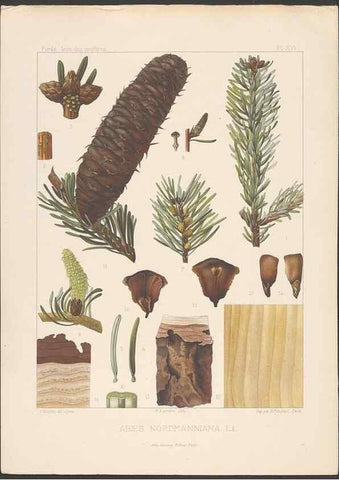 Reproducción/Reproduction 48307283451: Iconographie des conifères /. Paris :Librairie des sciences naturelles :[1912-1914].. 